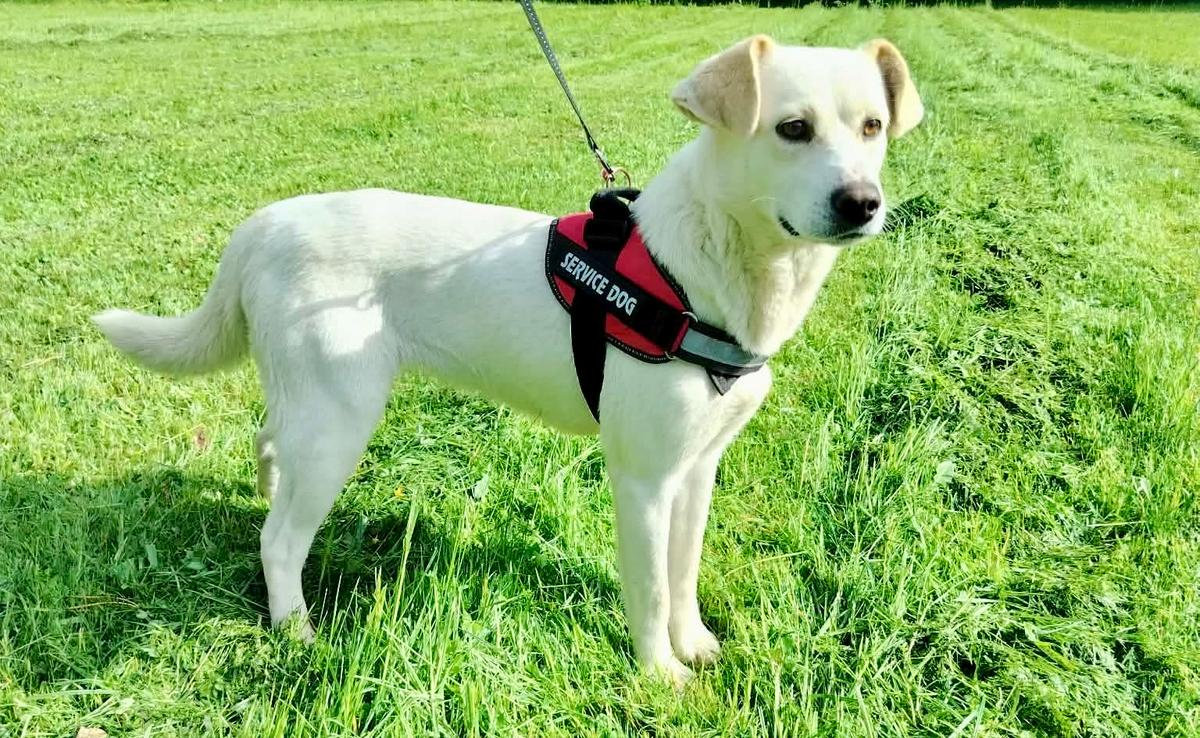 Polly Mischling  – Hund Mischling sucht ein Zuhause in Shelter Kroatien
