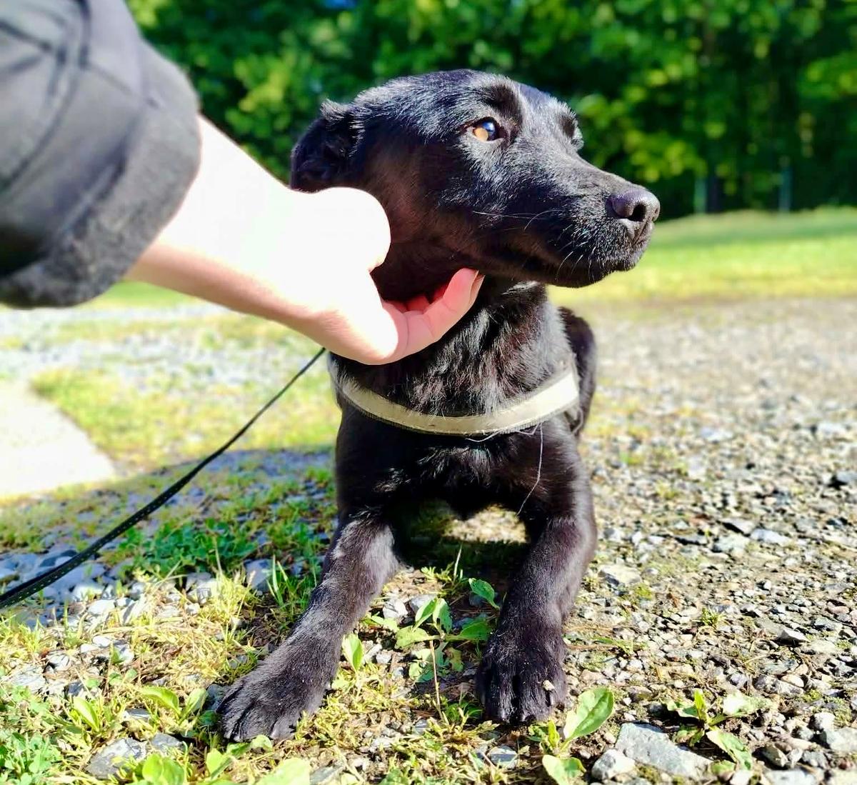 Daisy Mischling  – Hund Mischling sucht ein Zuhause in Shelter Kroatien
