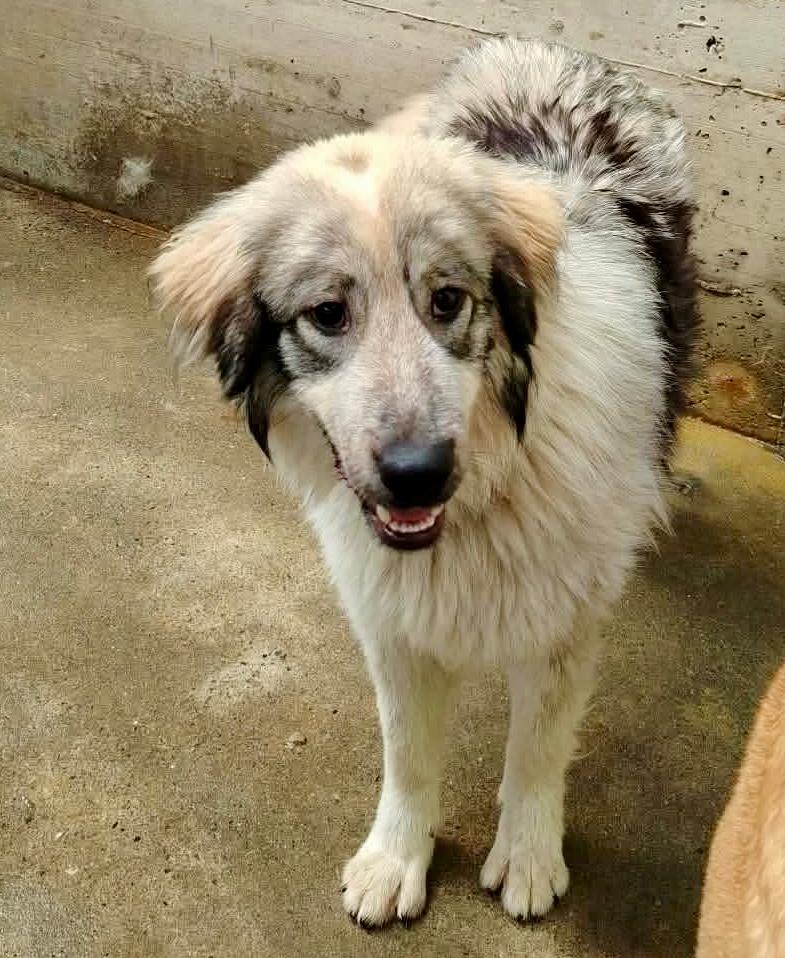 Kaja Barbara Mischling – Hund Mischling sucht ein Zuhause in Shelter Kroatien