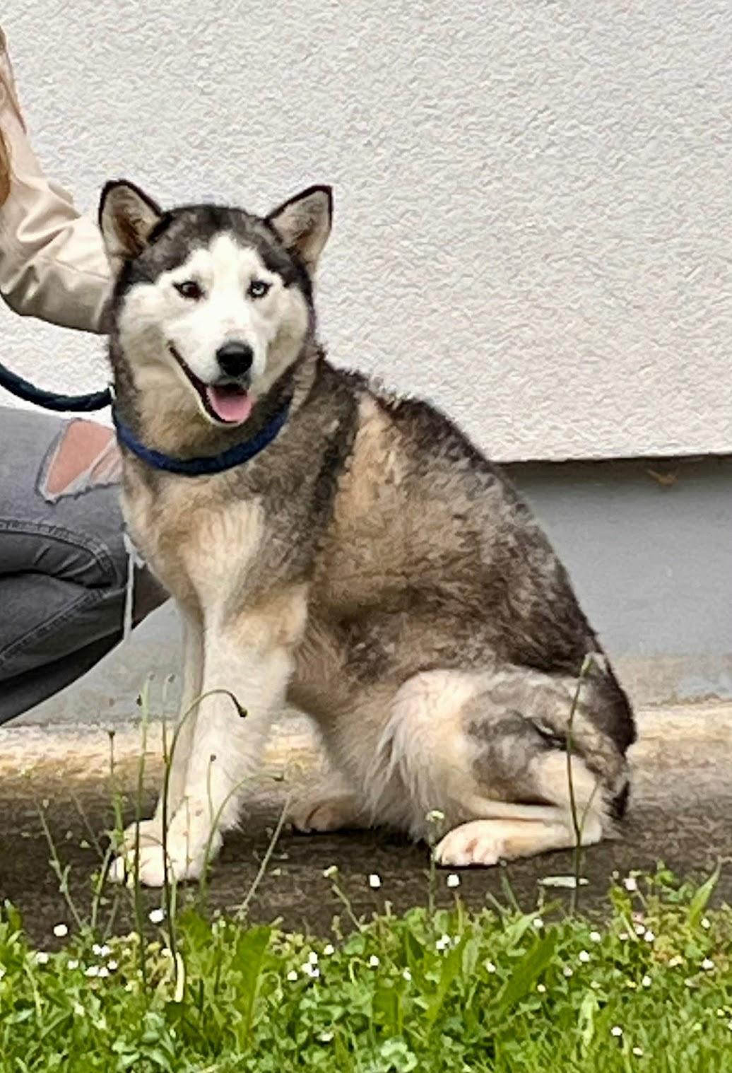 Juna Husky Mix – Hund Husky-Mix sucht ein Zuhause in Shelter Kroatien