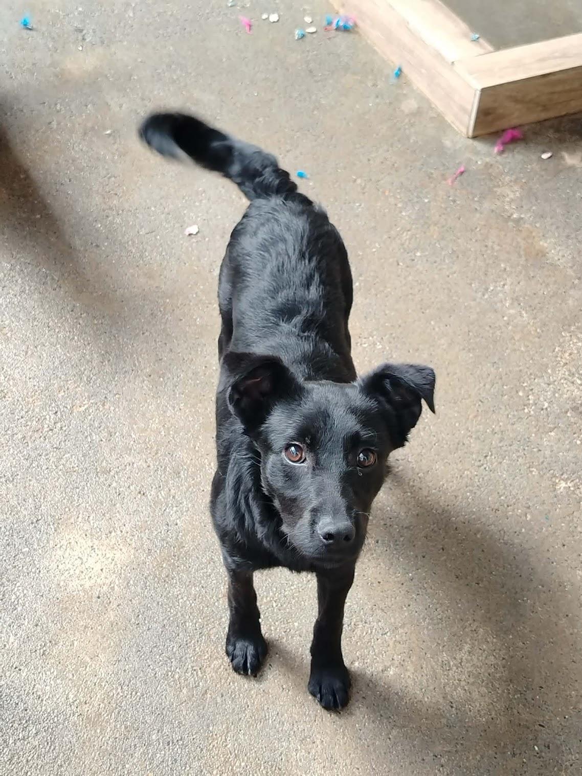 Candy Mischling – Hund Mischling sucht ein Zuhause in Shelter Kroatien