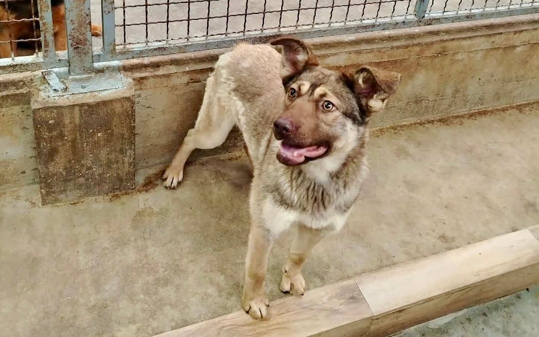 Draga Mischling – Hund Mischling sucht ein Zuhause in Shelter Kroatien