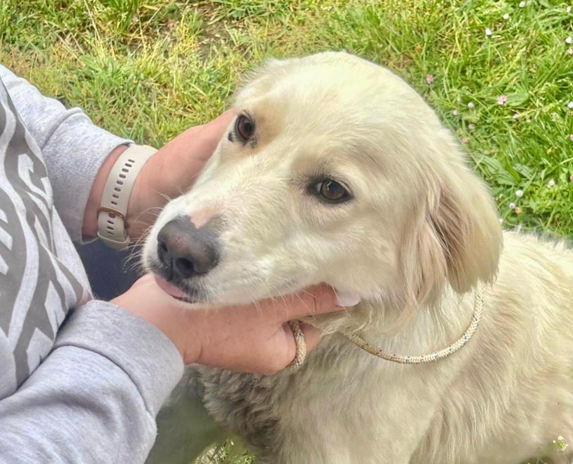 Penny Mischling – Hund Mischling sucht ein Zuhause in Shelter Kroatien