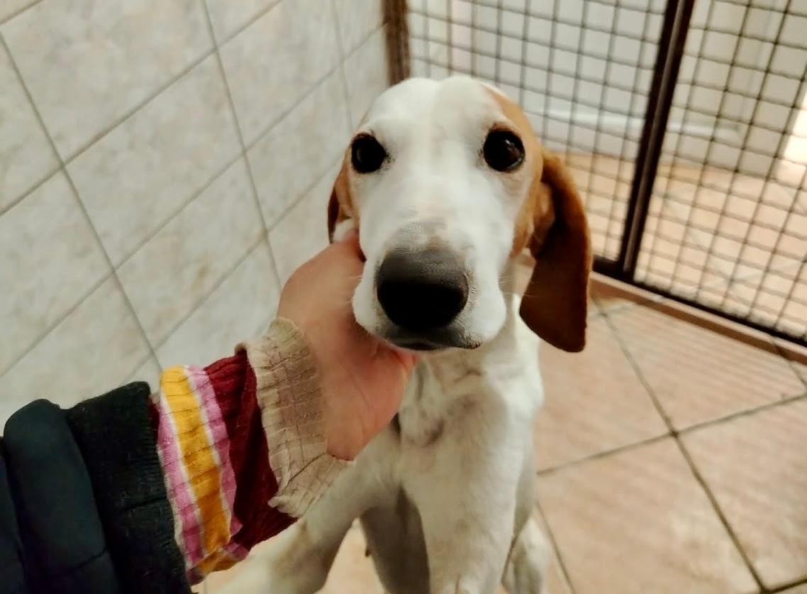 Isi Mischling – Hund Mischling sucht ein Zuhause in Winterlingen