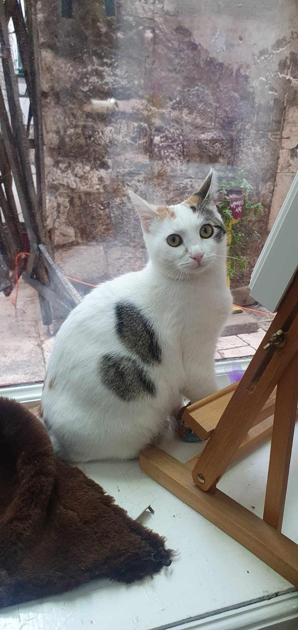 Fleki  – Katze Europäisch Kurzhaar sucht ein Zuhause in Alsbach