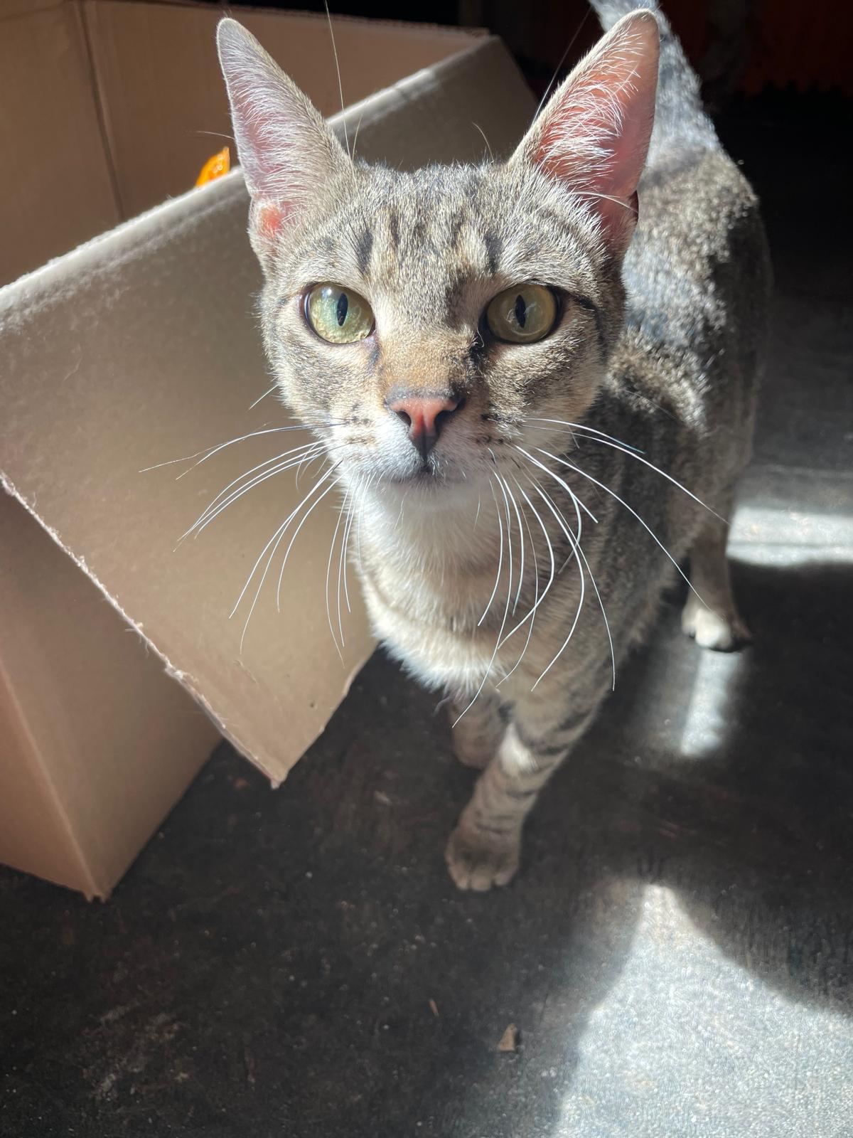 Bobo Kater – Katze Europäisch Kurzhaar sucht ein Zuhause in Shelter Kroatien