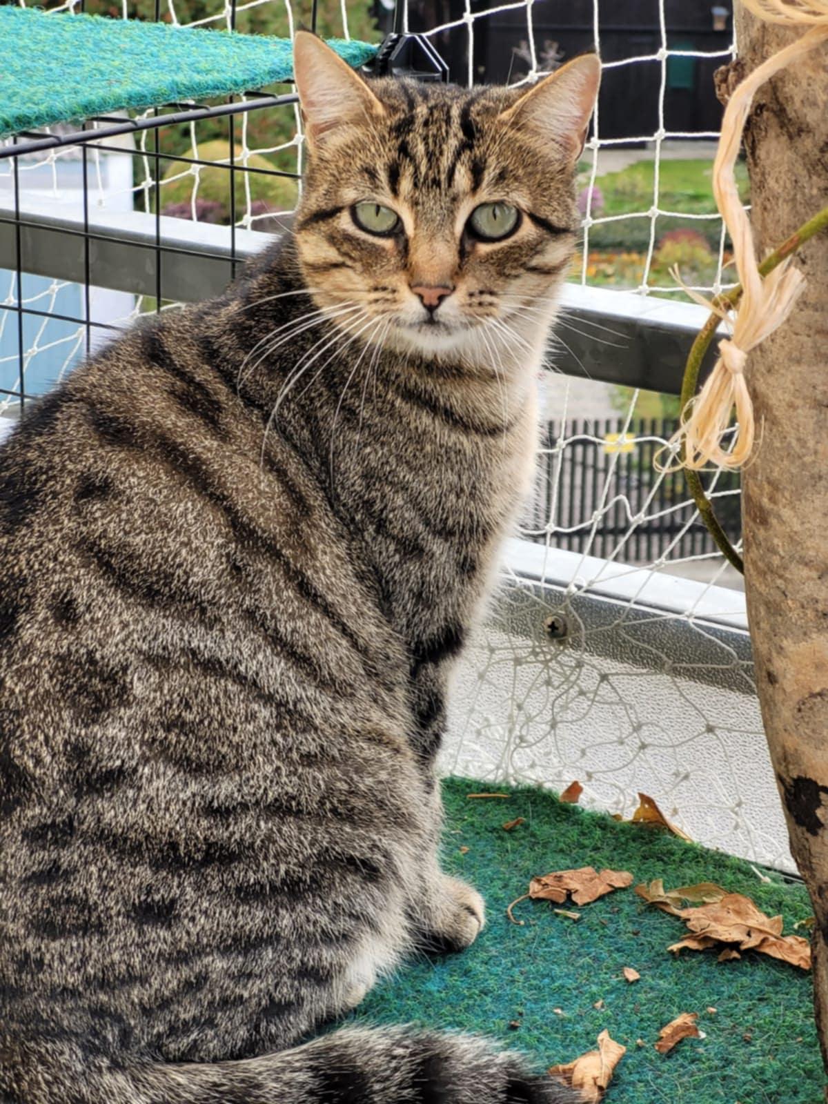 Flia Katze – Katze Europäisch Kurzhaar sucht ein Zuhause in Germering