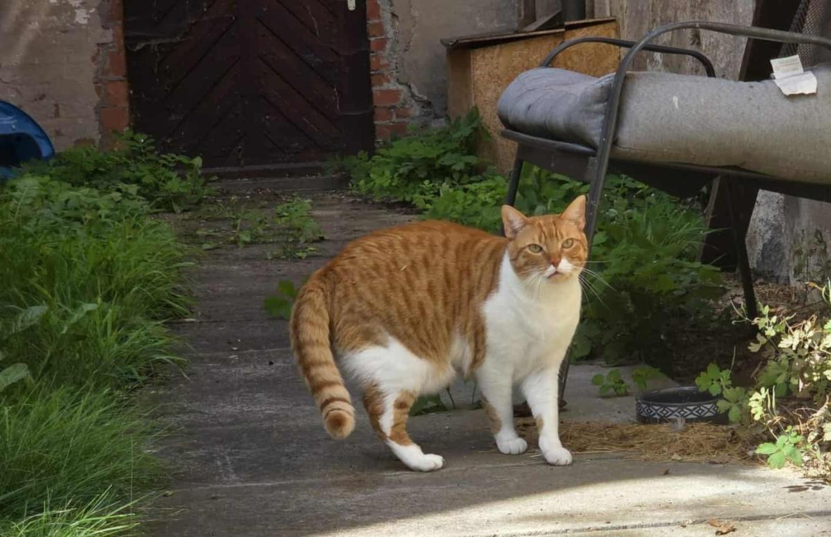 Honey Kater – Katze Europäisch Kurzhaar sucht ein Zuhause in Cadolzburg