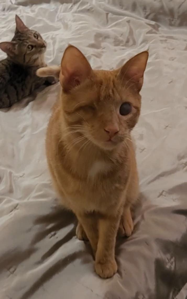 Sully Kater – Katze Europäisch Kurzhaar sucht ein Zuhause in Alsabch-Hähnlein