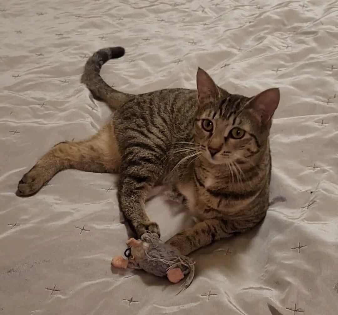tracy Katze – Katze Europäisch Kurzhaar sucht ein Zuhause in Alsabch-Hähnlein