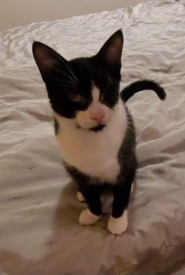Emil Kater – Katze Europäisch Kurzhaar sucht ein Zuhause in Alsabch-Hähnlein