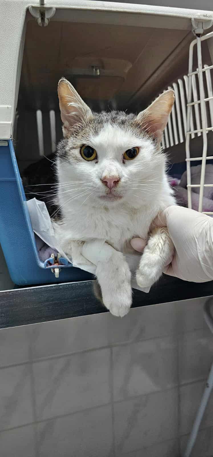 Tom Kater – Katze Europäisch Kurzhaar sucht ein Zuhause in Alsabch-Hähnlein