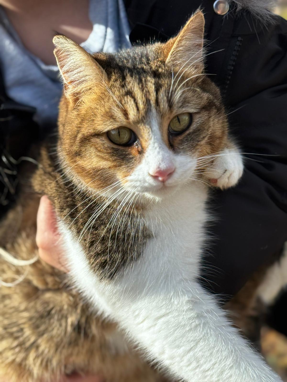 Nikki Kater – Katze Europäisch Kurzhaar sucht ein Zuhause in Shelter Kroatien