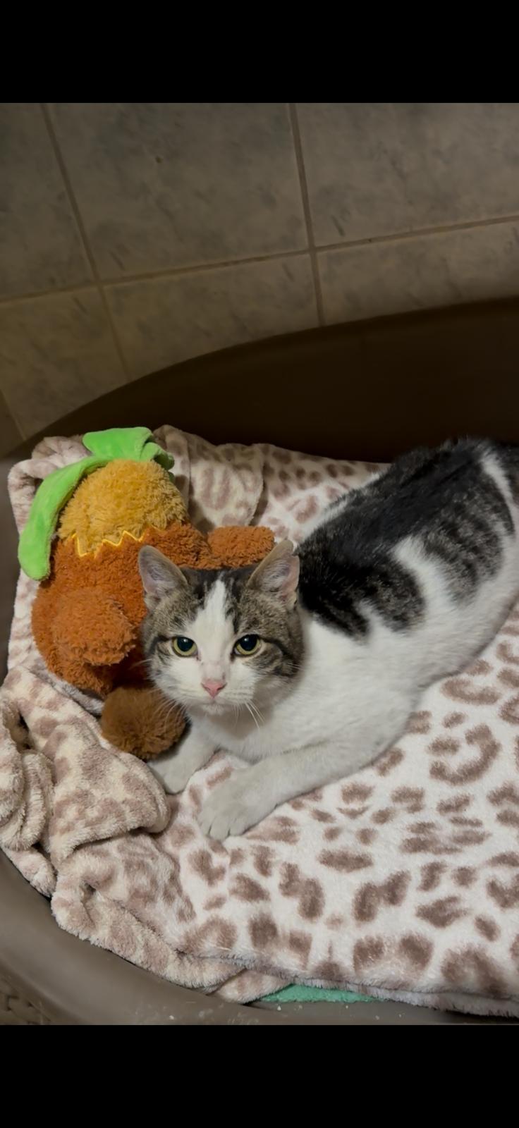 Rio Kater – Katze Europäisch Kurzhaar sucht ein Zuhause in Shelter Kroatien