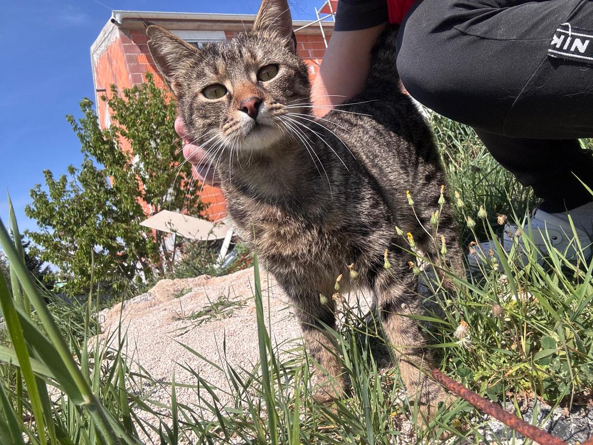 Tiger Kater – Katze Europäisch Kurzhaar sucht ein Zuhause in Shelter Kroatien