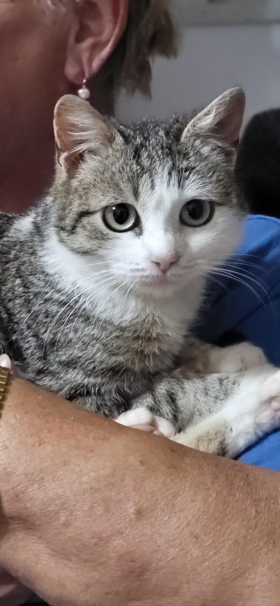 Tinka Katze – Katze Europäisch Kurzhaar sucht ein Zuhause in Shelter Kroatien