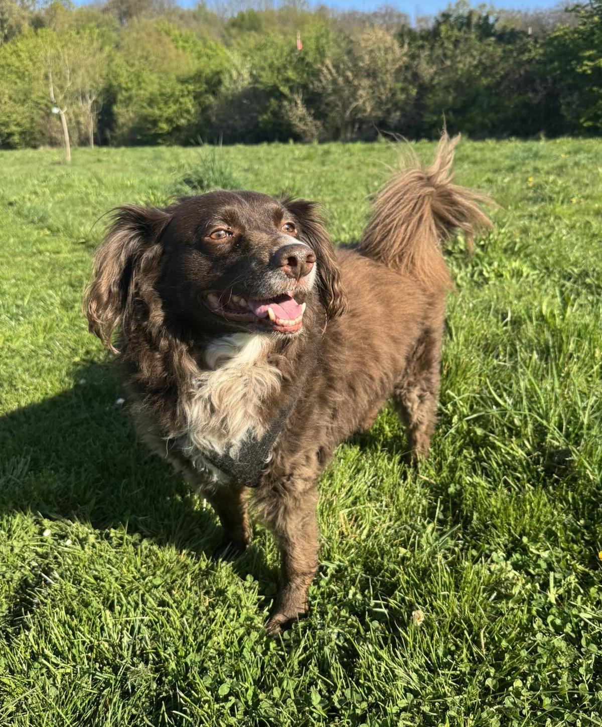 Bilbo Mischling – Hund Mischling sucht ein Zuhause in Dortmund