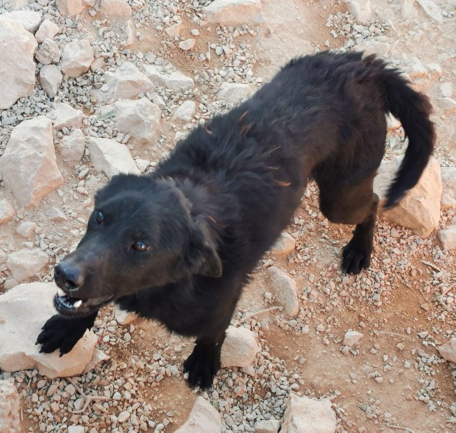 Jamar Mischling – Hund Mischling sucht ein Zuhause in Shelter Kroatien