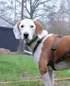 Bjelko Mischling – Hund Mischling sucht ein Zuhause in Eitorf