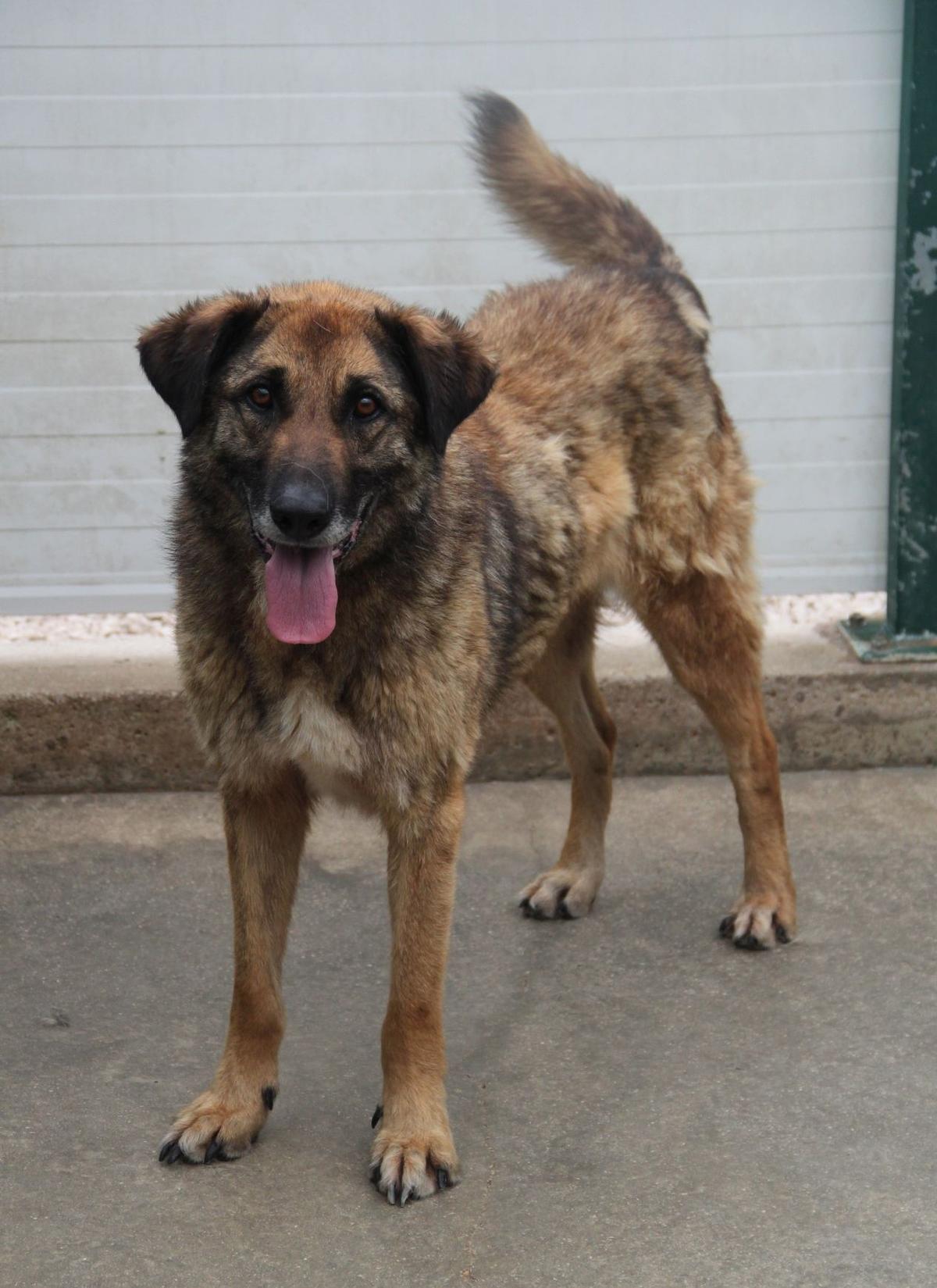 Vuk Mischling – Hund Mischling sucht ein Zuhause in Shelter Kroatien