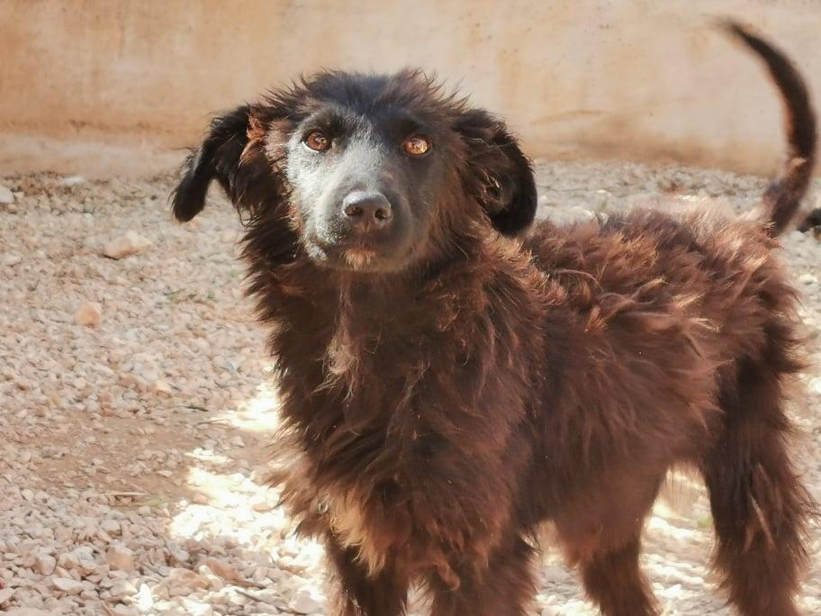 Keko Mischling – Hund Mischling sucht ein Zuhause in Shelter Kroatien
