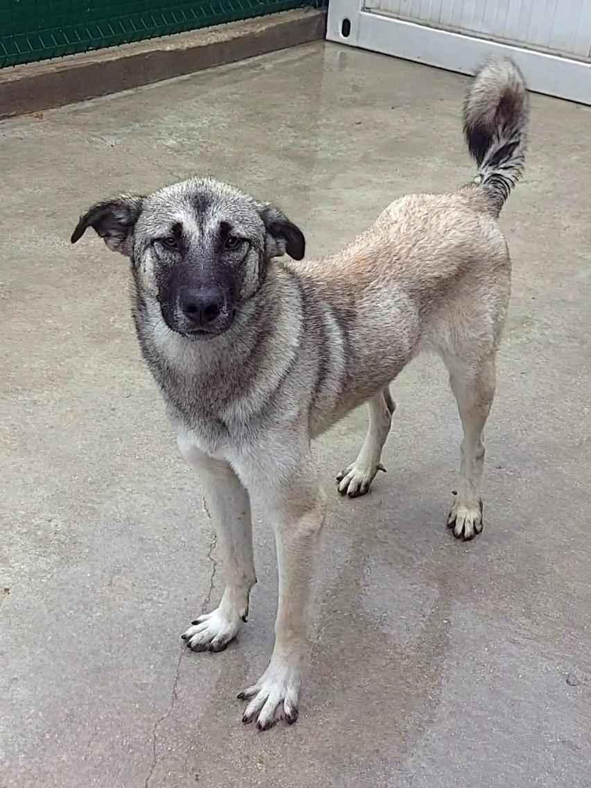 Tag Kangal Mischling – Hund Kangal-Hirtenhund sucht ein Zuhause in Shelter Kroatien
