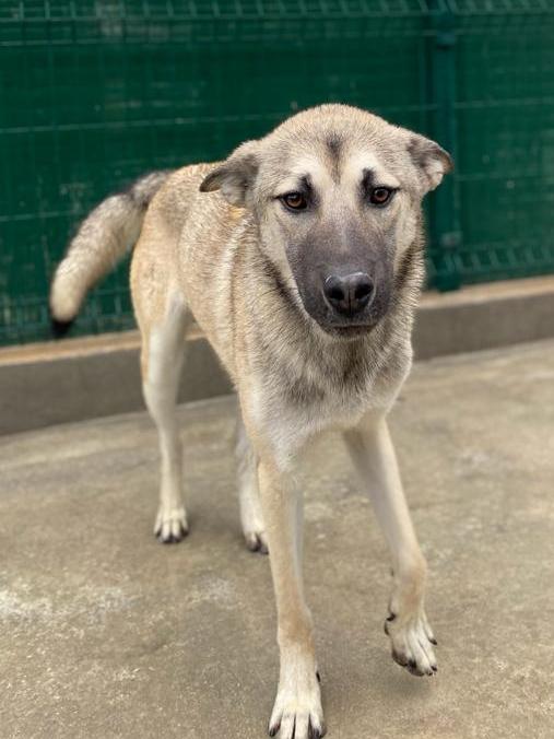 Mag Kangal Mischling – Hund Kangal-Hirtenhund sucht ein Zuhause in Shelter Kroatien