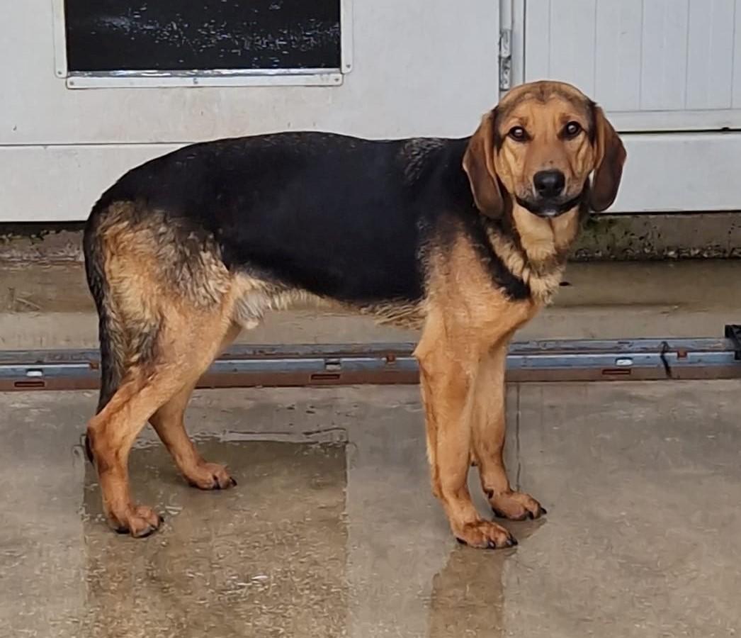 Les Mischling – Hund Mischling sucht ein Zuhause in Shelter Kroatien