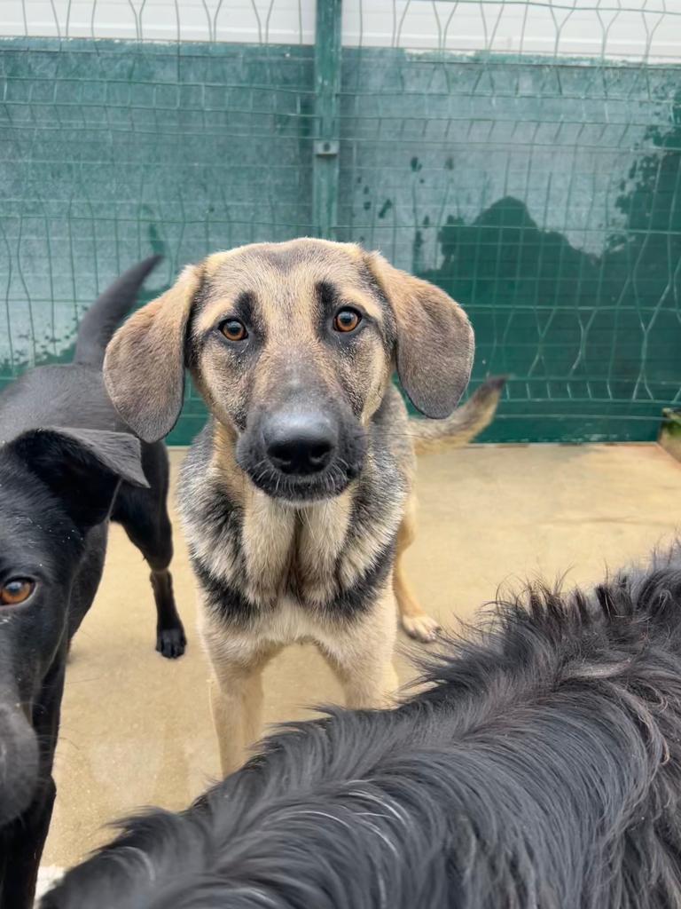 Lenco Mischling – Hund Mischling sucht ein Zuhause in Shelter Kroatien