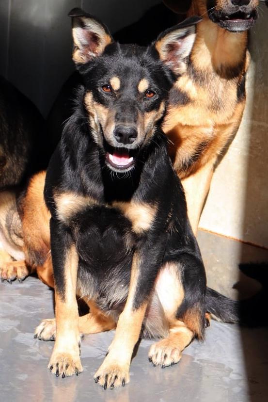 Kant Mischling – Hund Mischling sucht ein Zuhause in Shelter Kroatien