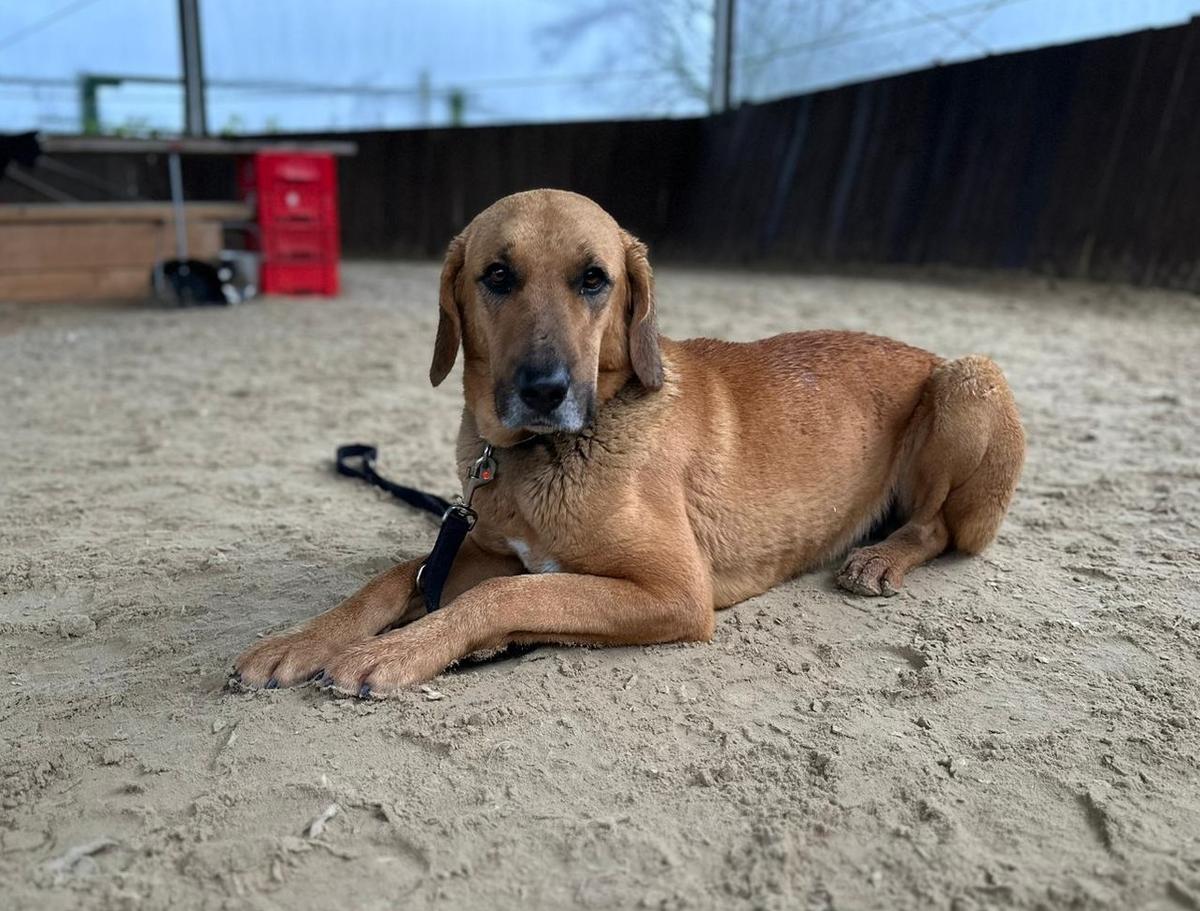 Bailey Bracken Herdenschtuz Mischling – Hund Herdenschutzhund-Mix sucht ein Zuhause in Neusitz