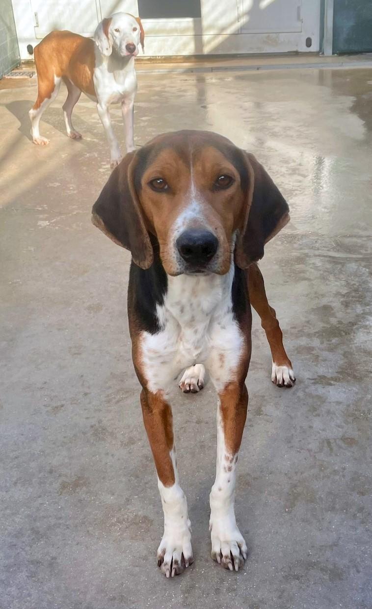 Dan Gonic Mischling – Hund Mischling sucht ein Zuhause in Shelter Kroatien