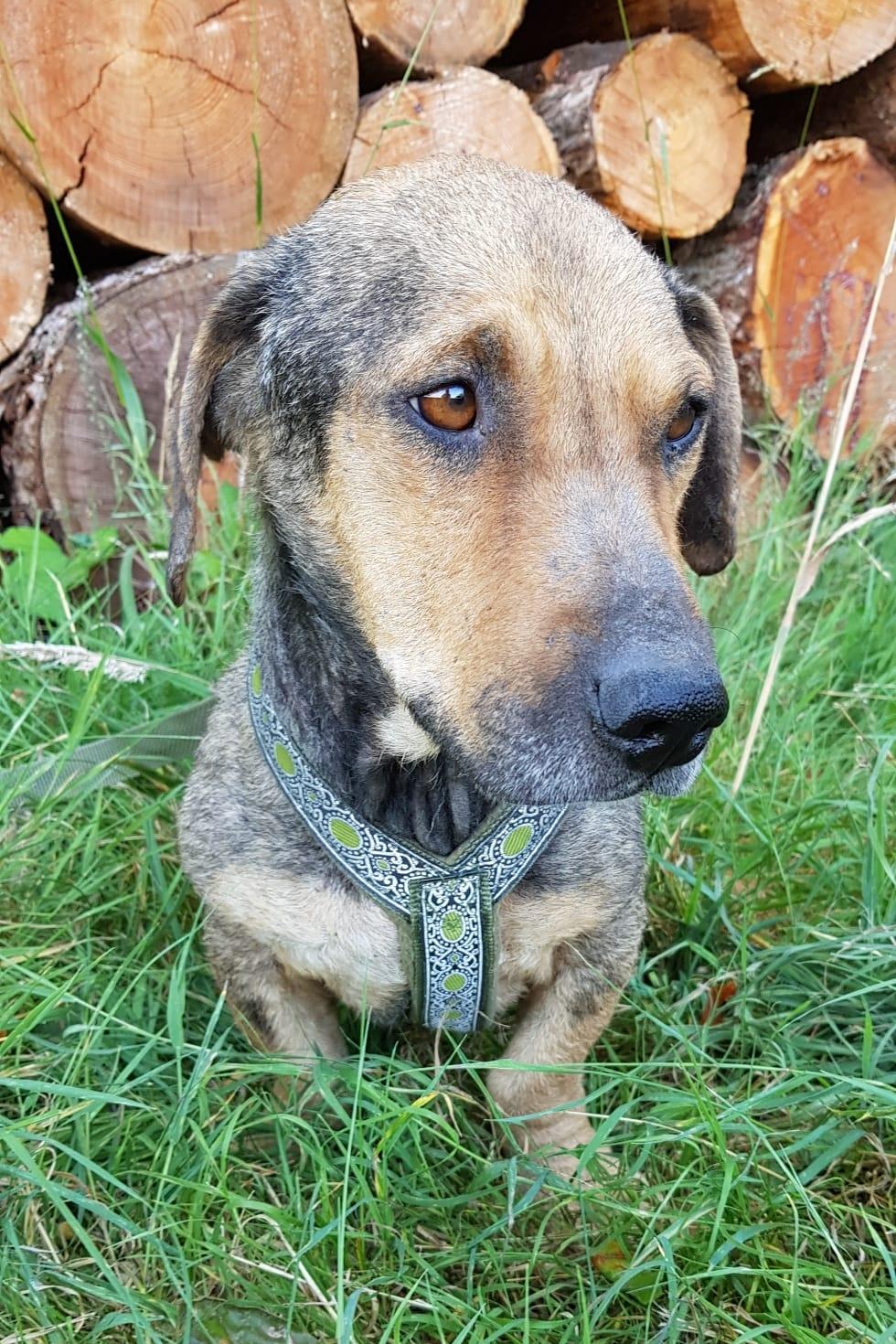 Lero Dackel Mischling – Hund Dackel sucht ein Zuhause in Neusitz