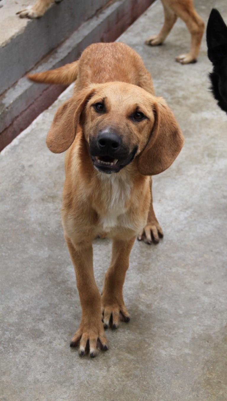 Kokos Bracken Mischling – Hund Braque Français Typ Gascogne sucht ein Zuhause in Shelter Kroatien