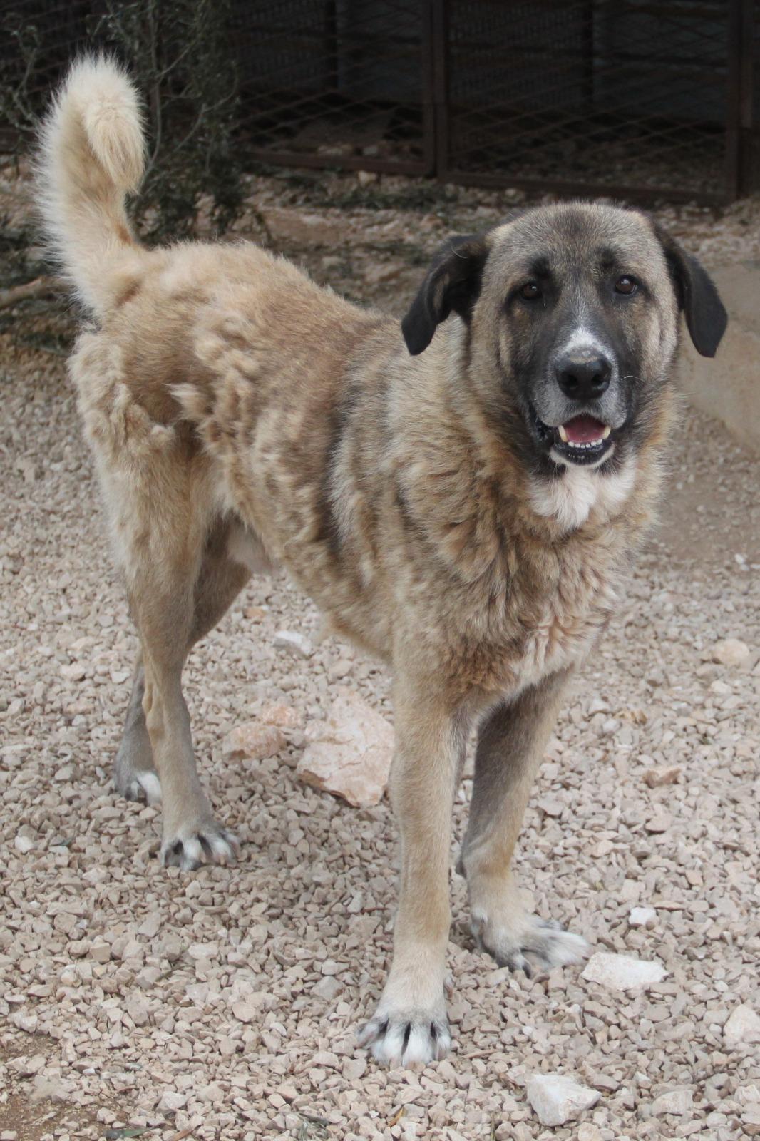 Tauro Herdenschutzhund Mischling – Hund Herdenschutzhund-Mix sucht ein Zuhause in Shelter Kroatien