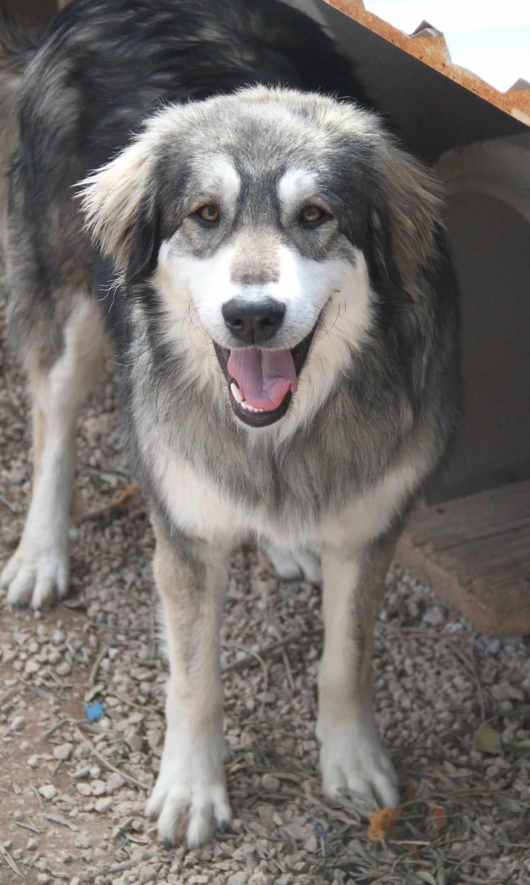 Medo Mischling – Hund Mischling sucht ein Zuhause in Shelter Kroatien