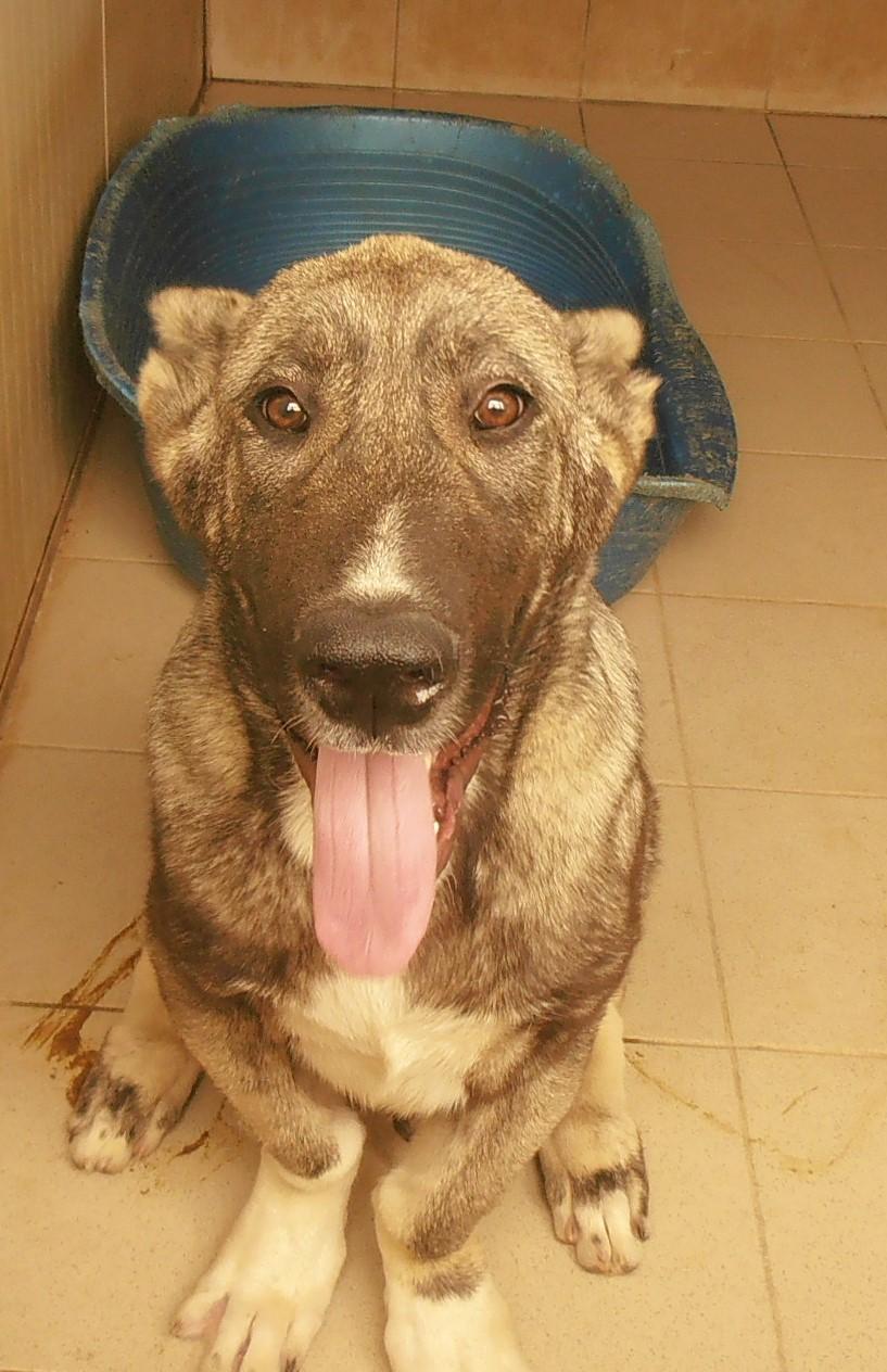 Ferdo Herdenschutzhund Mischling – Hund Herdenschutzhund-Mix sucht ein Zuhause in Shelter Kroatien