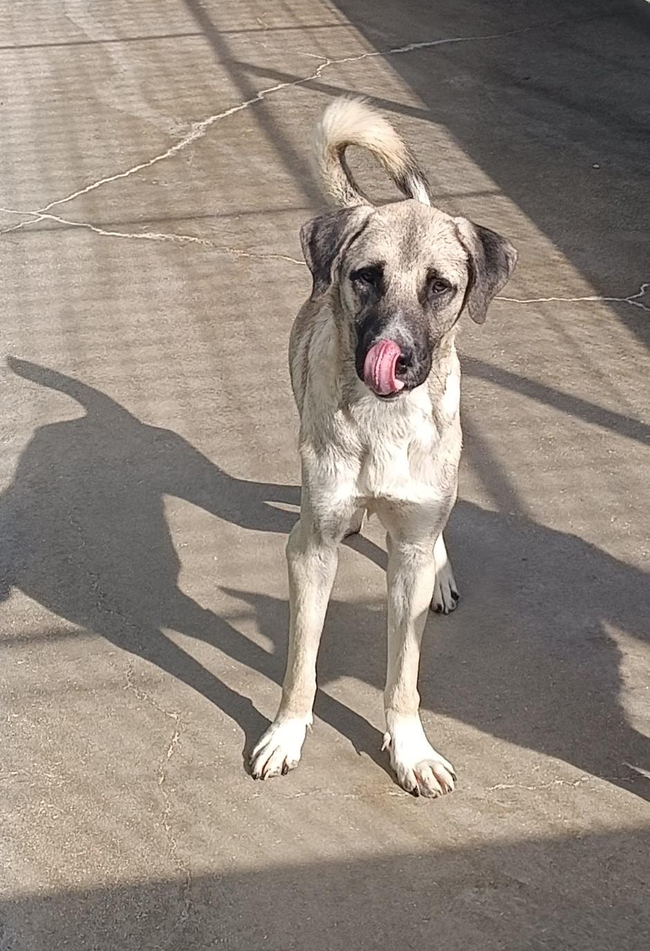 Cook Kangal Mischling – Hund Kangal-Hirtenhund sucht ein Zuhause in Shelter Kroatien