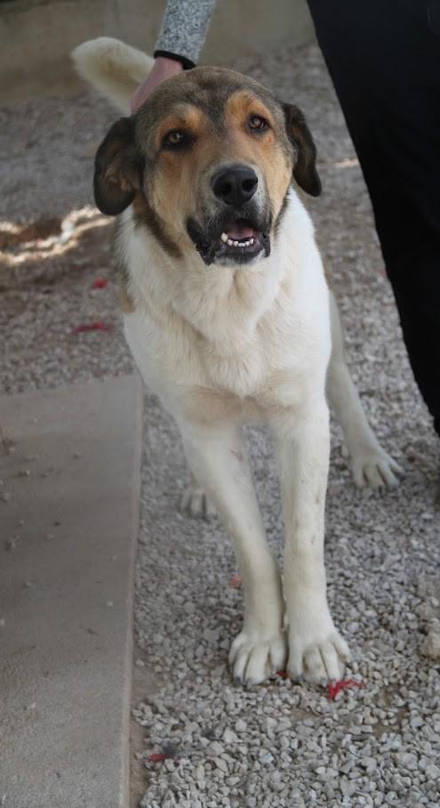 Kovu Tornjak Mischling – Hund Tornjak sucht ein Zuhause in Shelter Kroatien