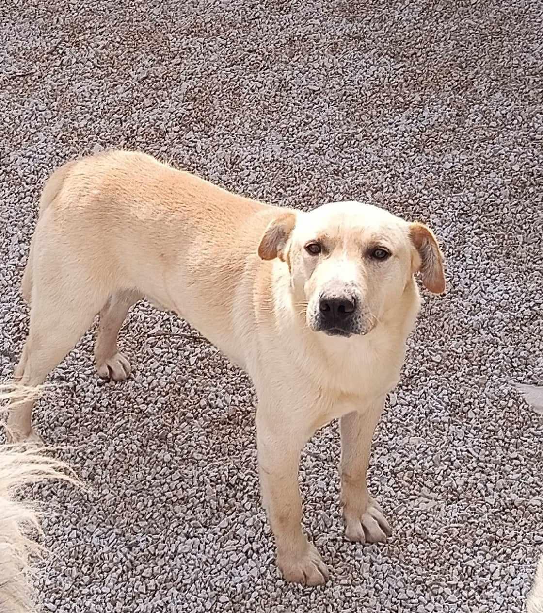 Zuco Labrador Mischling – Hund Labrador Retriever sucht ein Zuhause in Eitorf