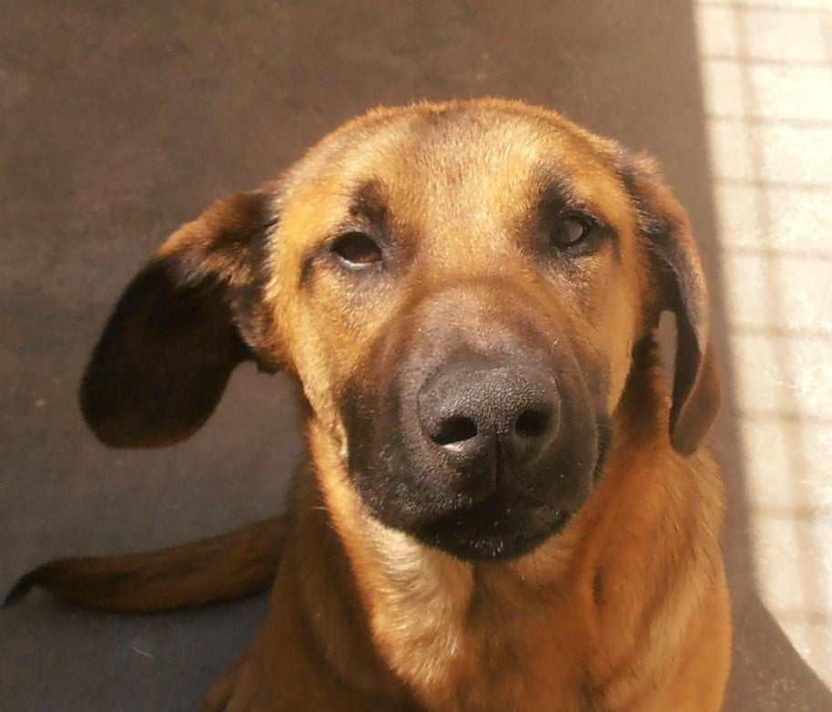 Rocco Malinois Mischling – Hund Malinois sucht ein Zuhause in Shelter Kroatien
