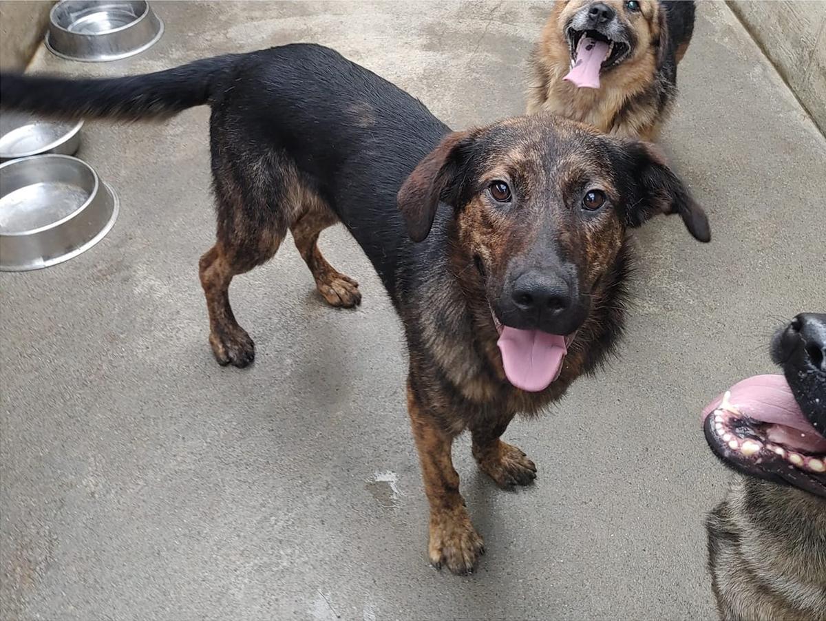 Pepe Mischling – Hund Mischling sucht ein Zuhause in Shelter Kroatien