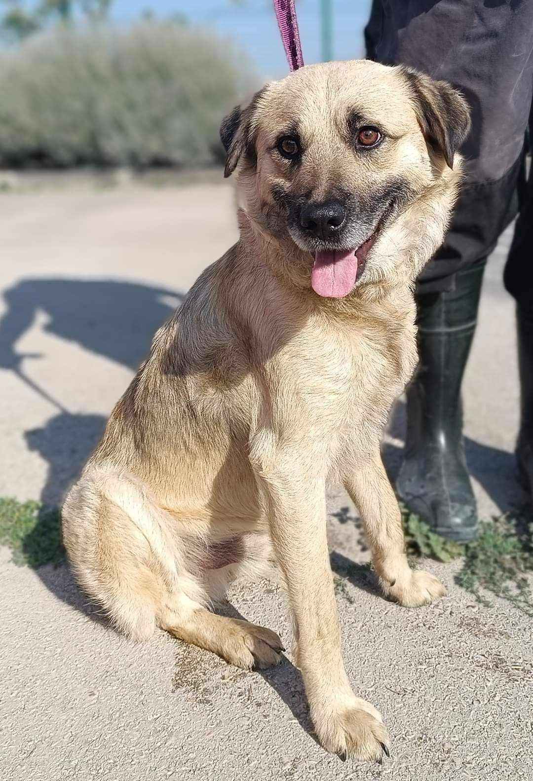 Oskar Schäferhund Mischling – Hund Schäferhund-Mix sucht ein Zuhause in Shelter Kroatien