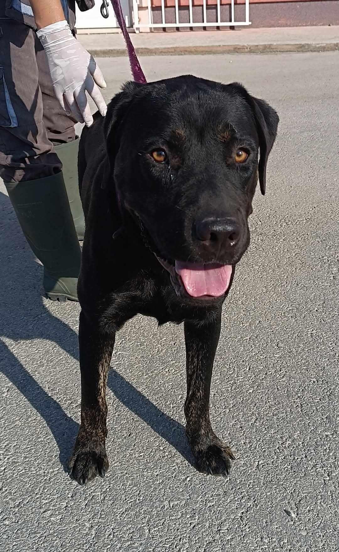 Lord Cane Corso Mischling – Hund Cane Corso sucht ein Zuhause in Shelter Kroatien