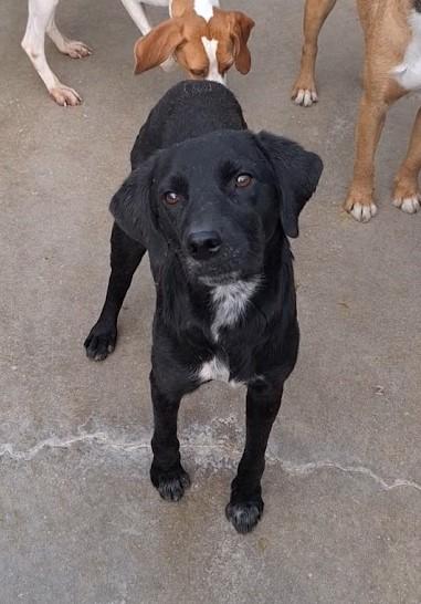 Percy Labrador Mischling – Hund Labrador Retriever sucht ein Zuhause in Schwedt/Oder