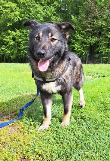 Benni Mischling – Hund Mischling sucht ein Zuhause in Shelter Kroatien