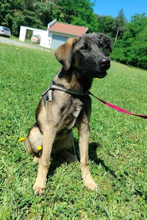 Toby Mischling – Hund Mischling sucht ein Zuhause in Shelter Kroatien
