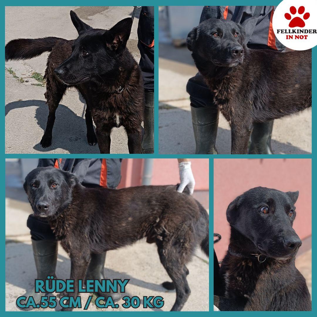 Lenny Labrador kroatischer Schäferhund Mischling – Hund Schäferhund-Mix sucht ein Zuhause in Shelter Kroatien