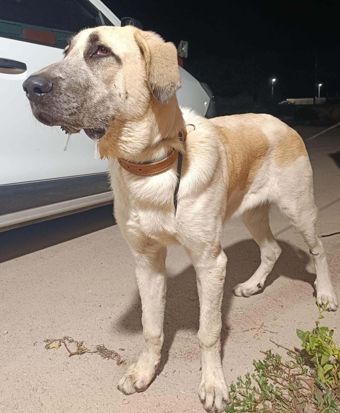 Thunder Kangal Mischling – Hund Kangal-Hirtenhund sucht ein Zuhause in Shelter Kroatien