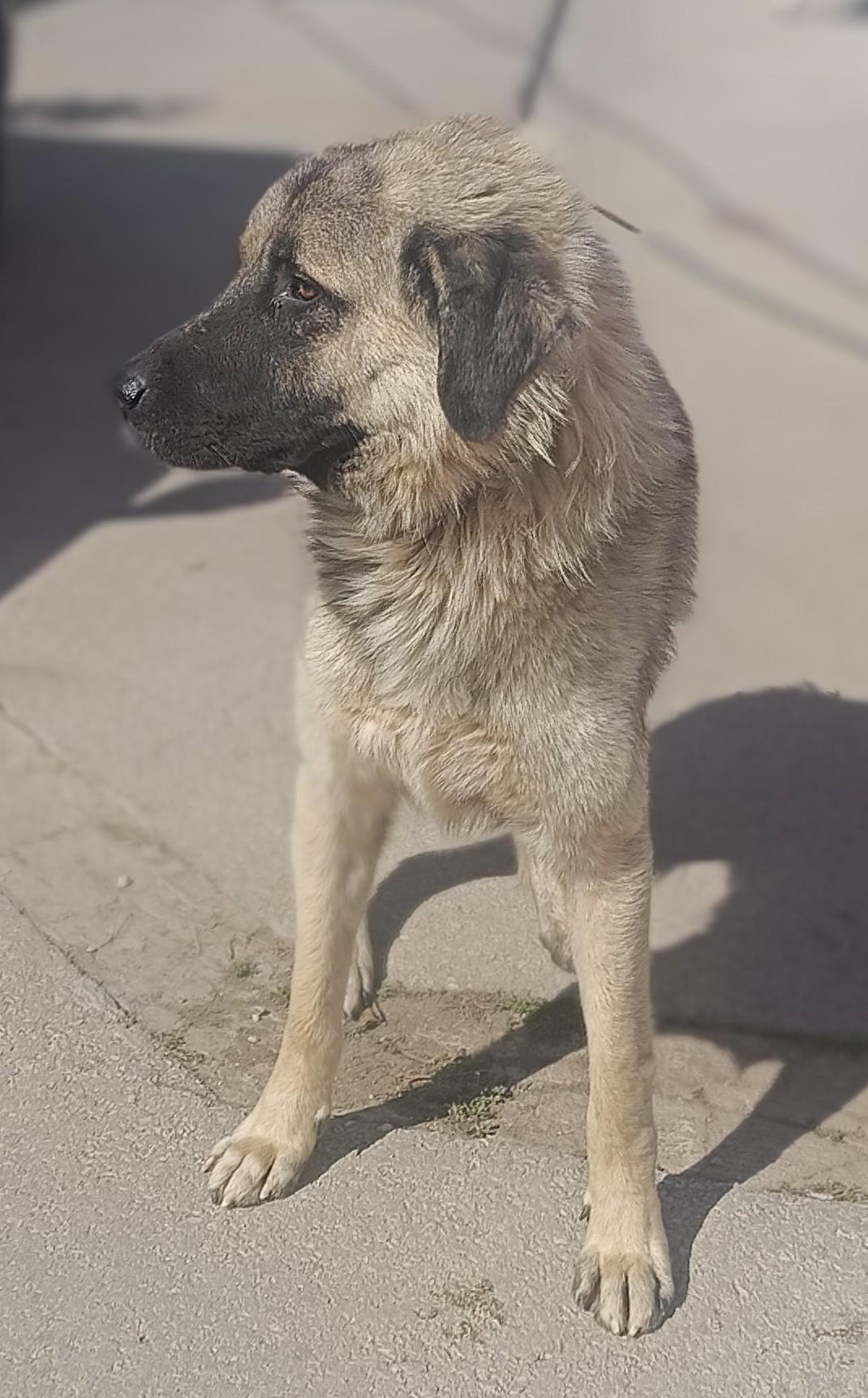 Tref Kangal Mischling – Hund Kangal-Hirtenhund sucht ein Zuhause in Shelter Kroatien
